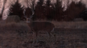  - north-dakota-deer-300x166